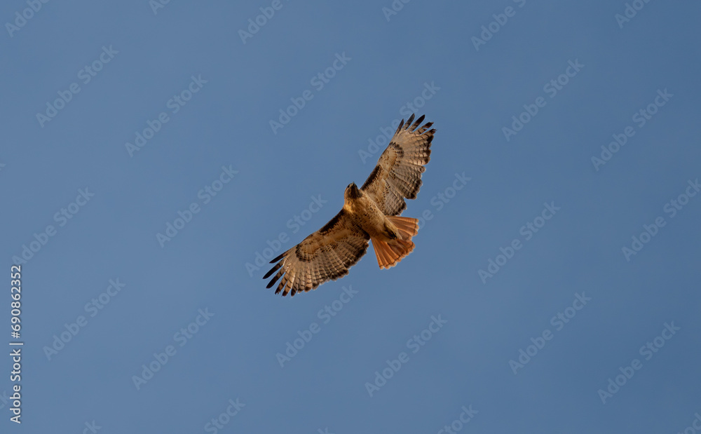 Fototapeta premium Red-tailed hawk in flight in Colorado