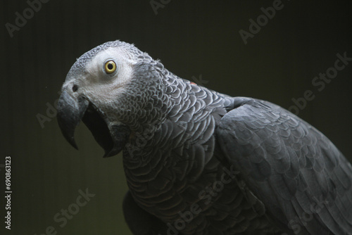 closeup of a beautiful african gray parrot