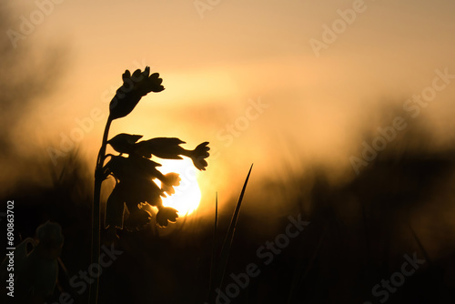 Beautiful orange sky with sun behind silhouette of flowers and grass on a spring night in Potzbach, Germany. photo