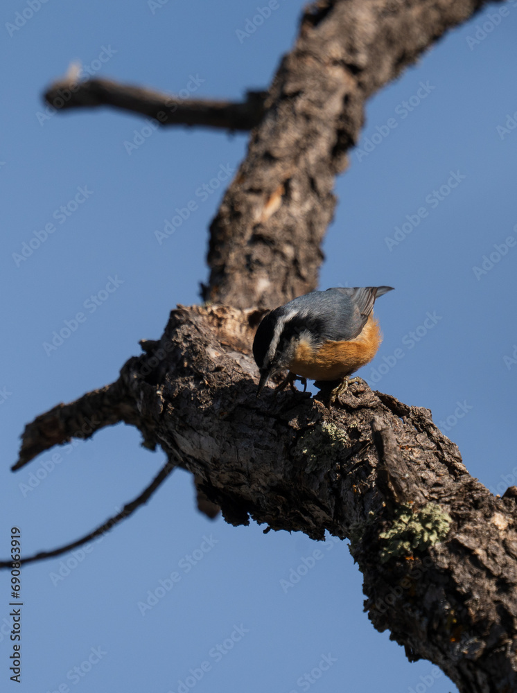 Red breasted Nuthatch in Colorado Red breasted Nuthatch in Colorado