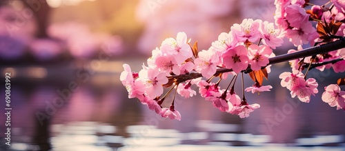 Japanese garden's Sakura Kanzan tree during spring Hanami festival. Pink cherry blossoms in sunlight, blurring bokeh.