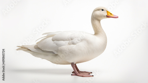 A white duck against a white background