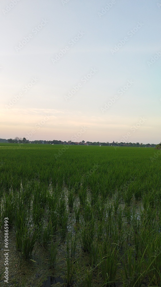 field of wheat