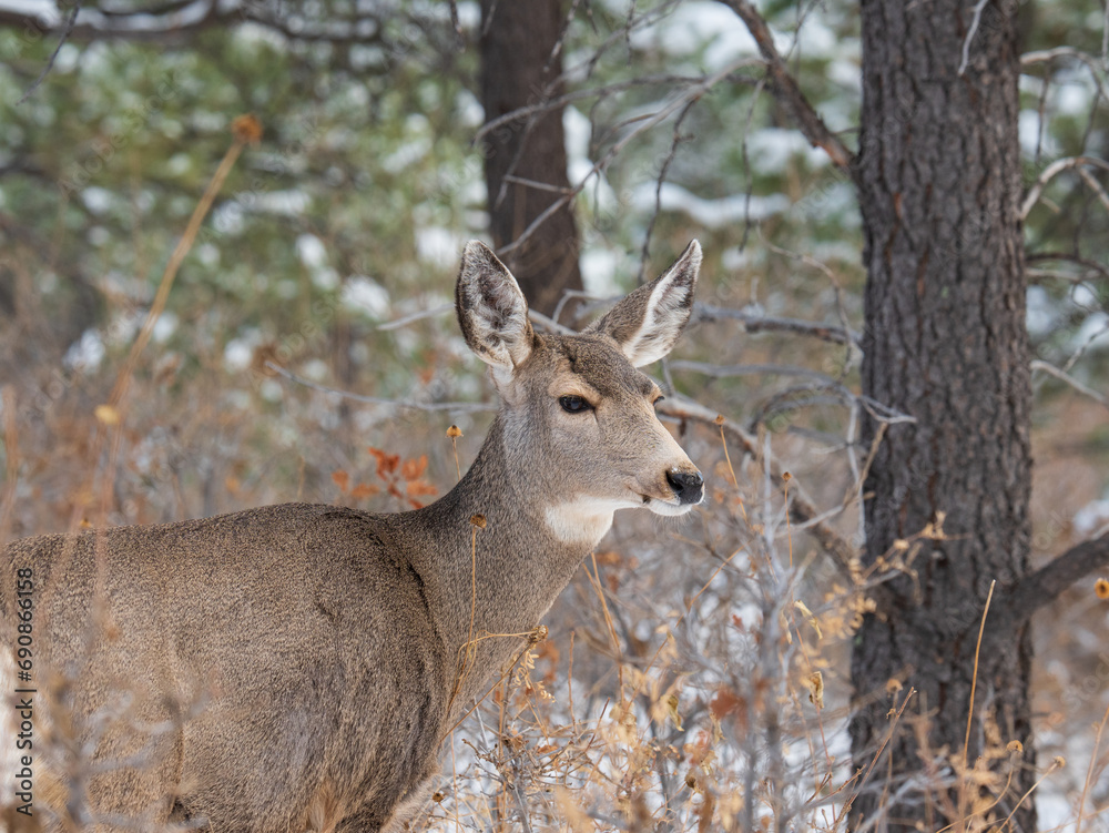 Mule deer doe in Colorado Mule deer doe in Colorado
