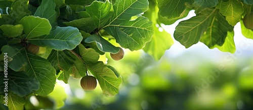 Close-up of fig tree with air layering. photo