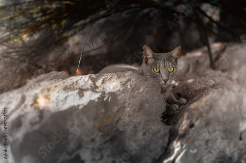 Szary kot schowany w cieniu za skałą. Odpoczywający kot. Kot wśród skał. Kot w cieniu. Kocie oczy. 