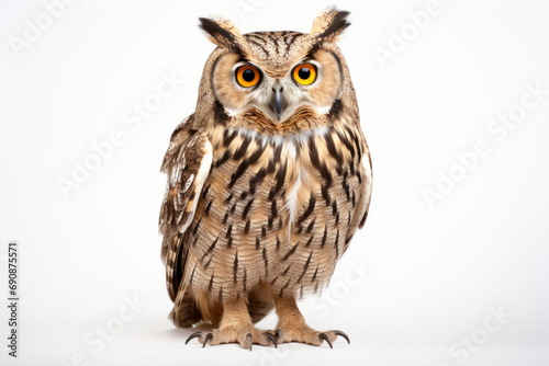 Close up photograph of a full body owl isolated on a solid white background