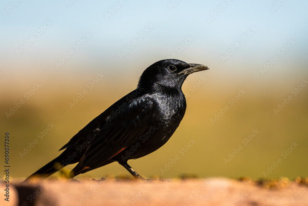 Tristram's starling, Onychognathus tristramii. The Asir Mountains, Saudi Arabia. Tristram's starling, Onychognathus tristramii. The Asir Mountains, Saudi Arabia.