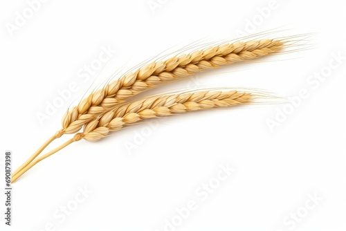 Ear of wheat spikelet isolated on white or white background, Generative AI