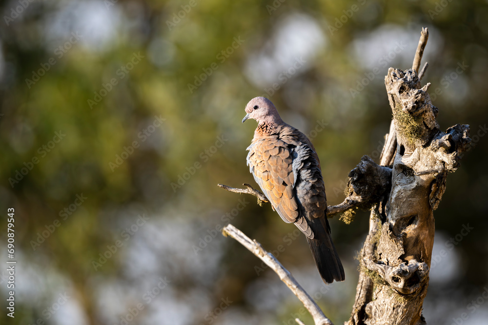 Fototapeta premium Laughing dove, Spilopelia senegalensis, in the Asir Mountains, Saudi Arabia