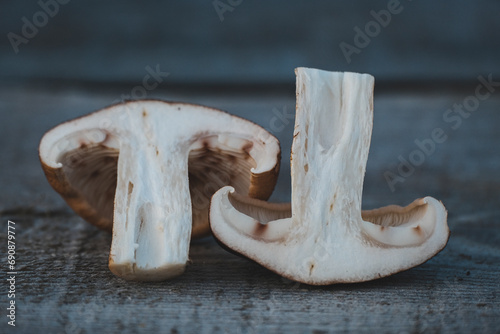sliced Tricholoma imbricatum, Matt knight mushroom photo