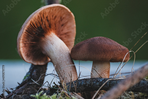 Tricholoma imbricatum, Matt knight mushroom photo
