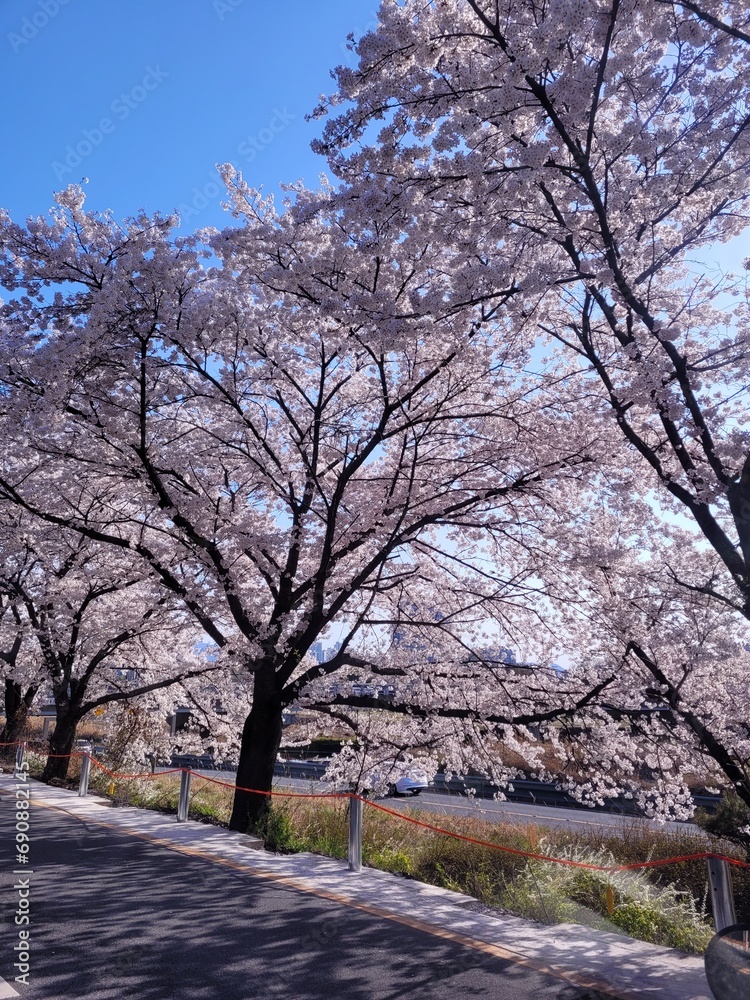 Obraz premium cherry blossoms