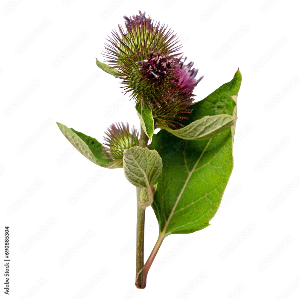 Thistle flower isolated on transparent background. Burdock or arctium flowers and leaves isolated on white Thistle flower isolated on transparent background. Burdock or arctium flowers and leaves isolated on white