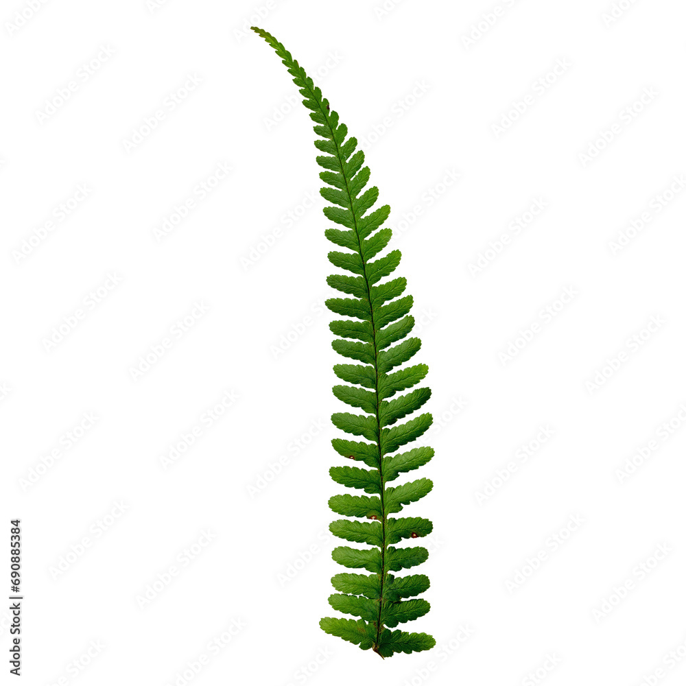 Green leaves fern tropical rain-forest foliage plant isolated on transparent background, clipping path included. Fern leaf, Ornamental foliage, Fern isolated on transparent. Green leaves fern tropical rain-forest foliage plant isolated on transparent background, clipping path included. Fern leaf, Ornamental foliage, Fern isolated on transparent.