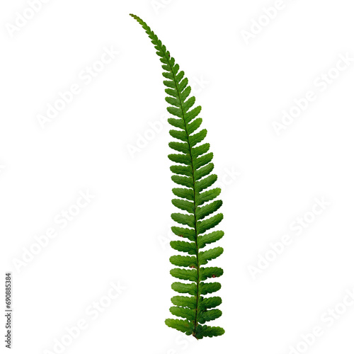 Green leaves fern tropical rain-forest foliage plant isolated on transparent background, clipping path included. Fern leaf, Ornamental foliage, Fern isolated on transparent.
