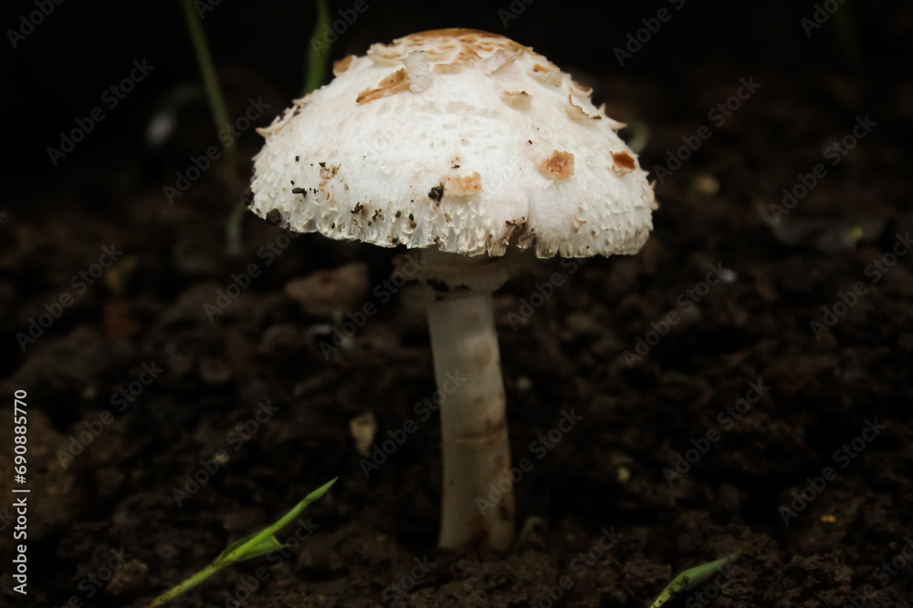 mushroom in the forest