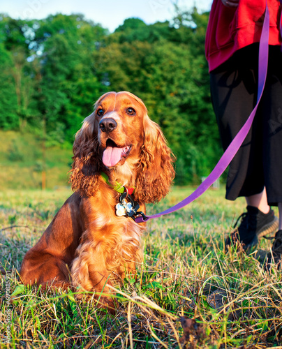 A cocker spaniel dog is sitting on the lawn. The owner keeps the dog on a leash. Hunter. A dog with its mouth open shows its tongue. The photo is blurred