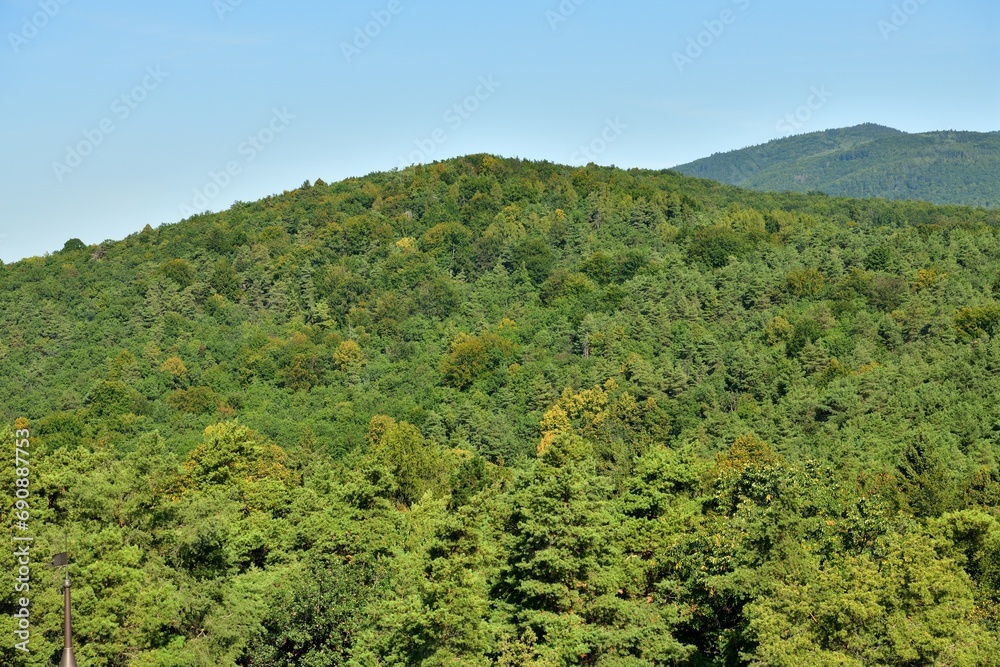 A view of the horizon formed by the tops of green trees