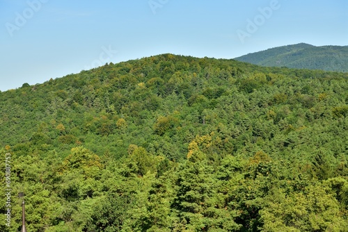 A view of the horizon formed by the tops of green trees
