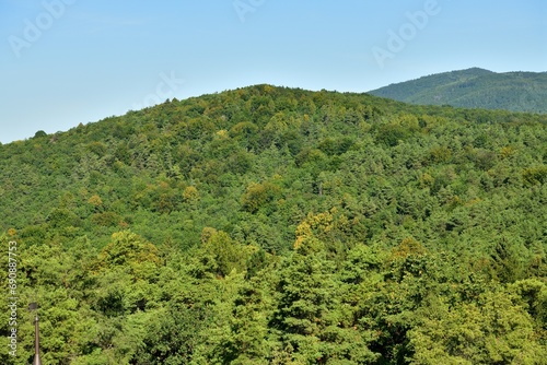 Obraz na płótnie A view of the horizon formed by the tops of green trees w salonie