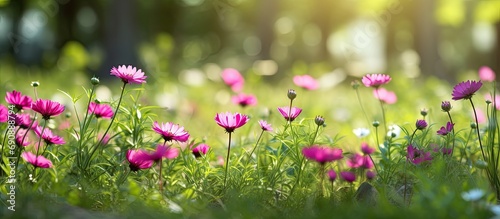 colorful garden  the vibrant pink flowers with their delicate petals add to the beauty of the background  creating a stunning contrast against the lush green grass and leaves of the plants  offering a