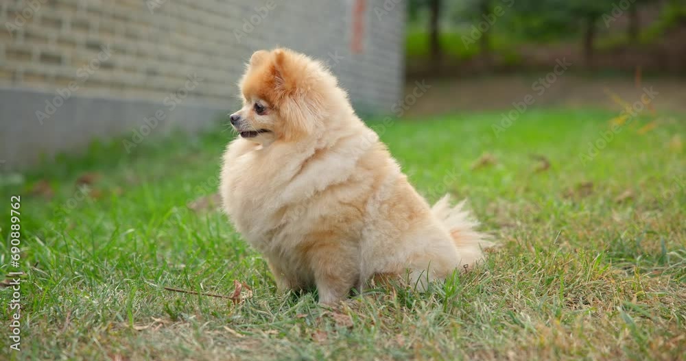 Happy Little Cute Fluffy Pedigree Pomeranian Dog walking outdoor at park on a grass lawn