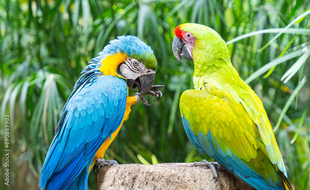 beautiful parrots in the park