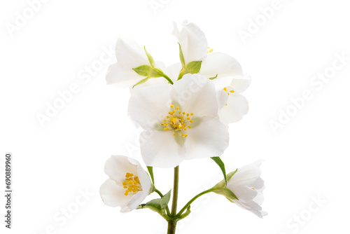 beautiful jasmine flowers isolated © ksena32