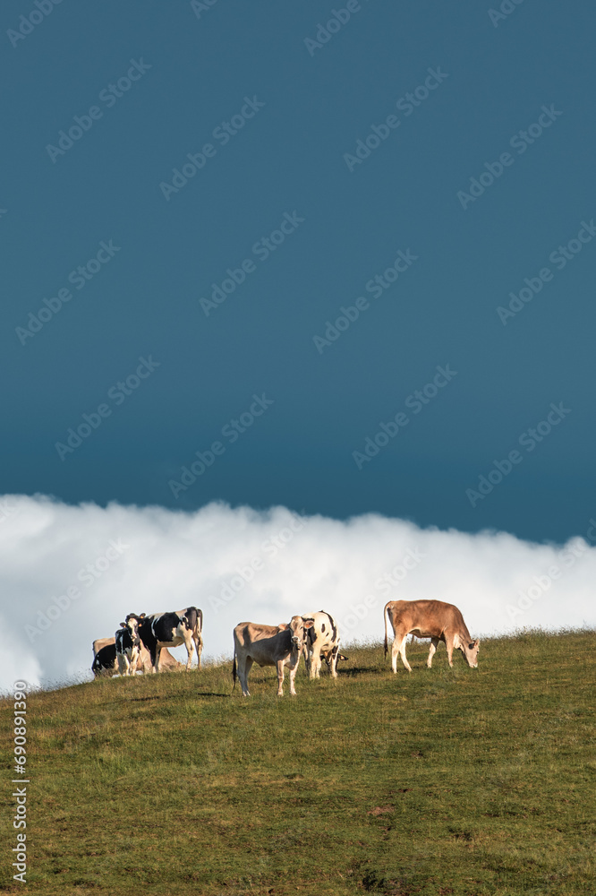 Obraz premium Some cows in the meadow