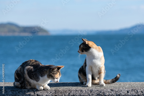 堤防でくつろぐ二匹の三毛猫 photo