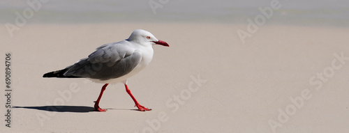 Silberkopfmöwe // Silver gull, Red-billed Gull (Chroicocephalus novaehollandiae) - Neukaledonien photo