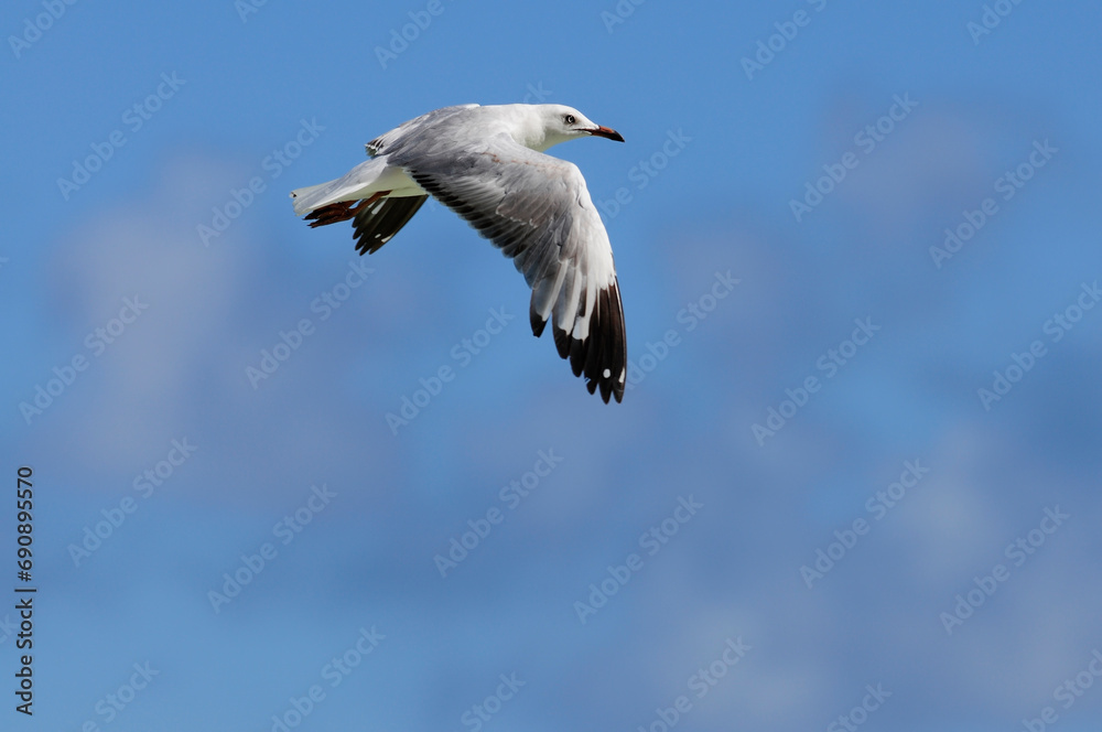 Silberkopfmöwe // Silver gull, Red-billed Gull (Chroicocephalus novaehollandiae) Silberkopfmöwe // Silver gull, Red-billed Gull (Chroicocephalus novaehollandiae)