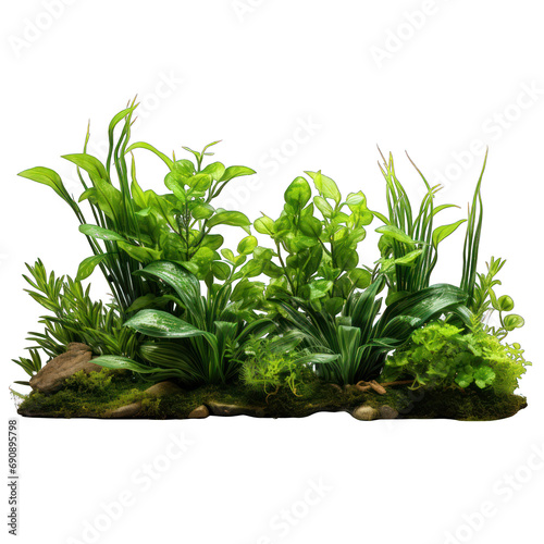 Aquarium Plants Isolated on Transparent or White Background, PNG