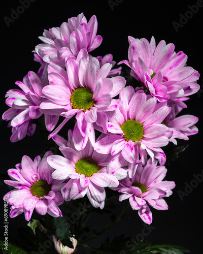 Pink Chrysanthemum Spray Katinka