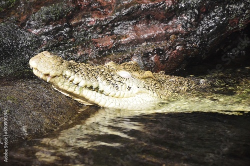 close up of a crocodile in a forest