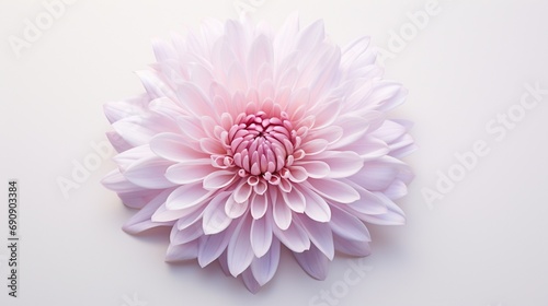 A lone chrysanthemum  its layered petals and central details captured in high-definition against a spotless white background.