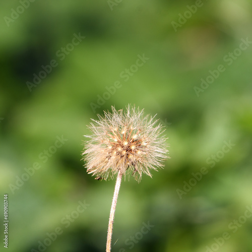 Vibrant yellow dandelion flower growing atop a lush green foliage plant in a natural outdoor setting