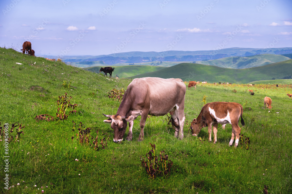 Beautiful landscape with cows on rural hills. Green lush grass on a mountain pasture for walking cattle