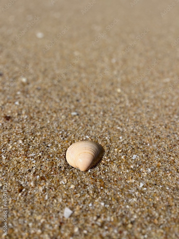Small seashells on the sand. natural ocean sand Small seashells on the sand. natural ocean sand