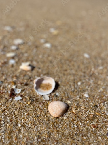 Small seashells on the sand. natural ocean sand