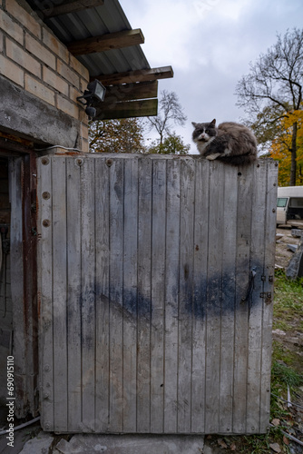 gray fluffy cat sitting on white wooden garage door