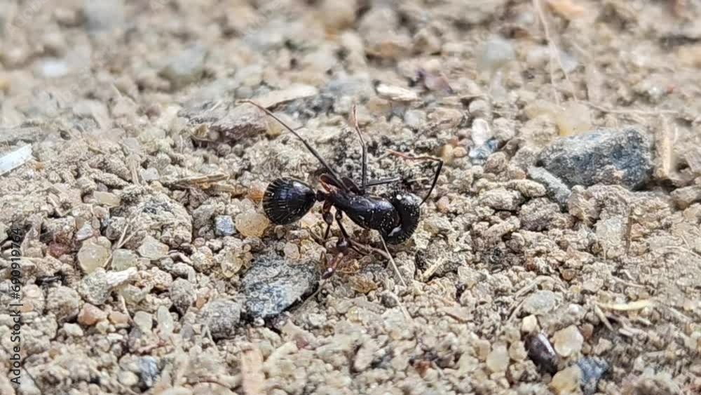 Small Ant is dragging a Big black Ant Small Ant is dragging a Big black Ant