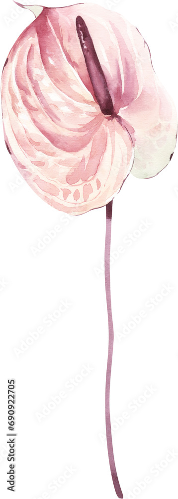 Watercolor Illustration Floral Element Anthurium