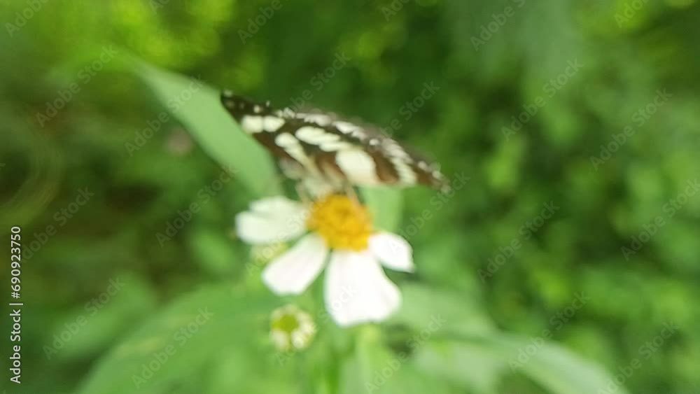 butterfly on flower butterfly on flower