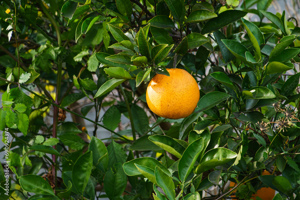 Large, brightly colored oranges on trees.