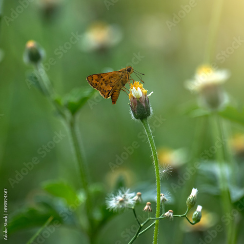 Beautiful butterfly feeding on flower