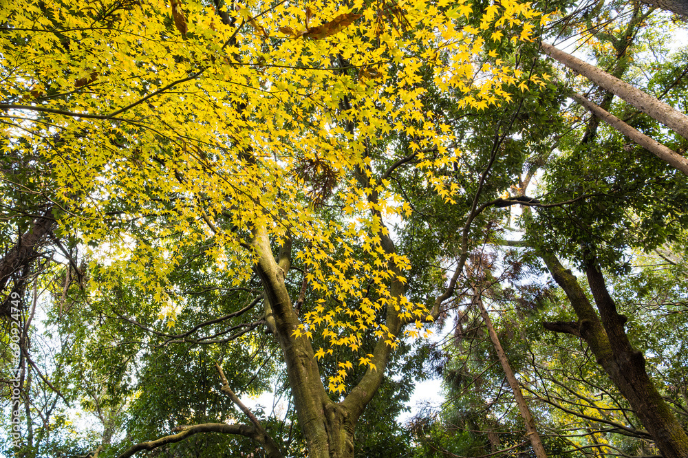 Obraz premium Autumn Fall forest orange leaves background maple trees