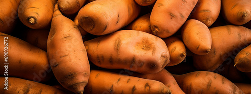 organic sweet potatoes or sweet potatoes. vegan food ingredient. photo