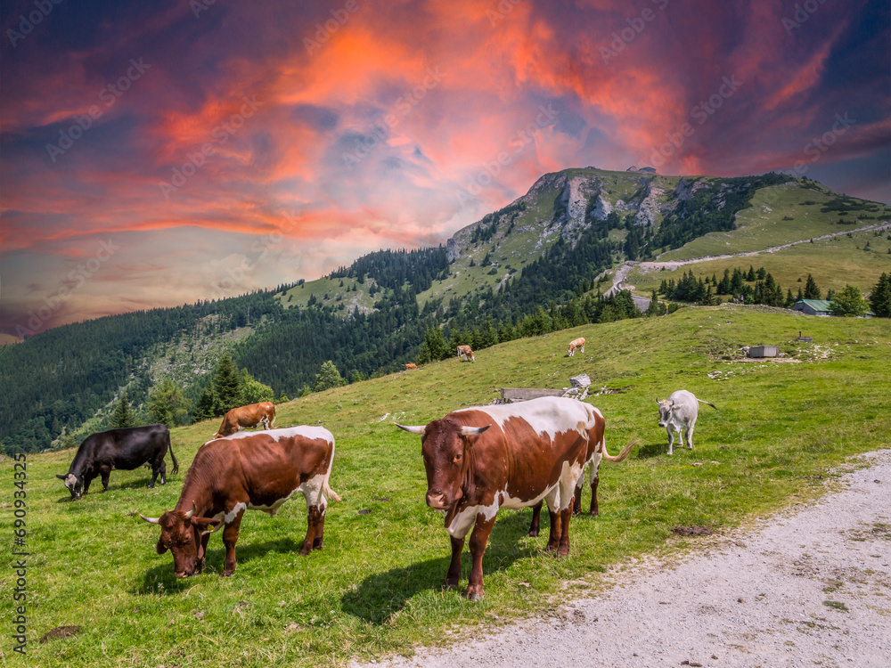 Cows graze on a mountain pasture